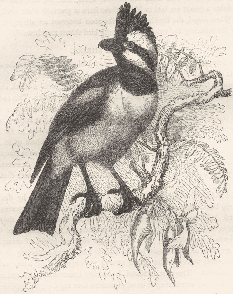 BIRDS. Singing. Tooth-Beaked. Falcon Shrike c1870 old antique print picture